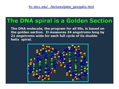 fibonacci and dna.